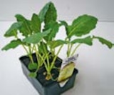 Aktuelles Gemüsejungpflanzen Angebot bei BayWa Bau- und Gartenmärkte in Nürnberg ab 1,99 €