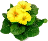 Kaufland Wittstock - Frühlingsprimel Angebot im Prospekt Frühlingsprimel bei Kaufland im Wittstock Prospekt für 1,11 €