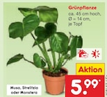 Aktuelles Grünpflanze Musa, Strelitzia oder Monstera Angebot bei Netto Marken-Discount in Duisburg ab 5,99 €