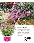 Prinzess-Nelke Dianthus 'Pink Kisses' im aktuellen Hellweg Prospekt