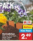 Hornveilchen im aktuellen Netto Marken-Discount Prospekt