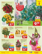 Aktueller Netto Marken-Discount Prospekt mit Orchidee, "Aktuelle Angebote", Seite 7