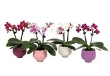 Castorama Rillieux-la-Pape - Promo Orchidée 2 tiges en pot Promo Orchidée 2 tiges en pot à 9,99 € dans le catalogue Castorama à Rillieux-la-Pape