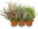 Besenheide im Netto Marken-Discount Prospekt Besenheide von im aktuellen Netto Marken-Discount Prospekt für 7,99 €