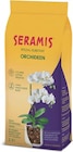 Zimmerpflanzen im Angebot bei Netto Marken-Discount in Stralsund Zimmerpflanzen Angebote von SERAMIS bei Netto Marken-Discount Stralsund für 3,99 €