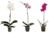Orchidée - Carrefour à Aulnay-sous-Bois Orchidée en promo chez Carrefour Aulnay-sous-Bois à 6,99 €