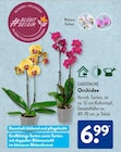 Orchidee Angebote von GARDENLINE bei ALDI SÜD Augsburg für 6,99 €