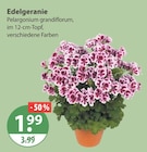 Edelgeranie von  im aktuellen V-Markt Prospekt für 1,99 €