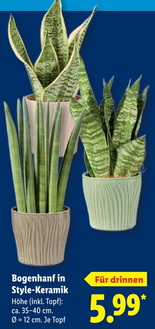 Bogenhanf in Style-Keramik