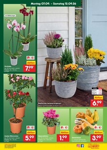 Bier im aktuellen Netto Marken-Discount Prospekt (Rostock) Bier im Netto Marken-Discount Prospekt "Aktuelle Angebote" mit 73 Seiten (Rostock)