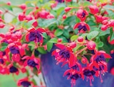 Promo Fuchsia à 6,99 € dans le catalogue Delbard à Morzine