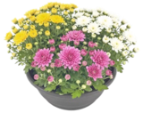 Aktuelles Chrysanthemen-Mix in Schale Angebot bei Thomas Philipps in Hamburg ab 3,99 €