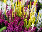 Calluna Starlight Trio bei Raiffeisen Rhein-Ahr-Eifel Handelsgesellschaft mbH im Prospekt "" für 2,99 €