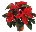 Weihnachtsstern Busch Angebote bei EDEKA Landshut für 5,50 €