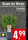 Lavendel Angebote bei EDEKA Ibbenbüren für 4,99 €