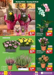 Ähnliche Hibiskus Angebote im Prospekt "Aktuelle Angebote" von Netto Marken-Discount in Rostock Ähnliche Angebote wie Hibiskus im Prospekt "Aktuelle Angebote" auf Seite 38 von Netto Marken-Discount in Rostock