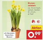 Blumenzwiebeln Angebote bei Netto Marken-Discount Hilden für 0,99 €