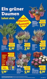 Ähnliche Sommerflieder Angebote im Prospekt "LIDL LOHNT SICH" von Lidl in Osnabrück Ähnliche Angebote wie Sommerflieder im Prospekt "LIDL LOHNT SICH" auf Seite 9 von Lidl in Osnabrück