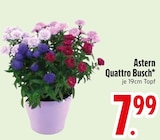 Astern Quattro Busch Angebote bei EDEKA Straubing für 7,99 €