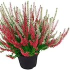 Penny Wolframs-Eschenbach Prospekt mit  im Angebot für 2,49 €