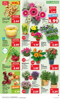 Blumen im Kaufland Prospekt "KNÜLLER" mit 50 Seiten (Aachen)