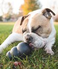 2ème à -30% sur une sélection de jouets et peluches Kong pour chien - Kong - Maxi Zoo à Évry 2ème à -30% sur une sélection de jouets et peluches Kong pour chien - Kong en promo chez Maxi Zoo Évry