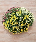 Chrysanthème tricolore en promo chez Hyper U Le Grand-Quevilly à 10,49 €