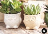 SUCCULENTES en promo chez Super U Tours à 2,99 €