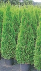 Thuja Smaragd im Angebot bei Thomas Philipps in Chemnitz Thuja Smaragd Angebote bei Thomas Philipps Chemnitz für 4,99 €