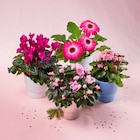 Plante Fleurie en promo chez Carrefour Market Angers à 6,99 €