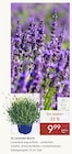 XL Lavendel-Busch von  im aktuellen Pflanzen Kölle Prospekt für 9,99 €