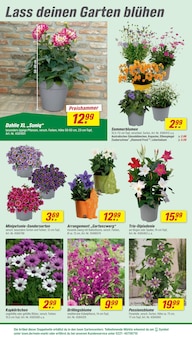 Blumen im toom Baumarkt Prospekt "Respekt, wer's selber macht." mit 26 Seiten (Oberhausen)