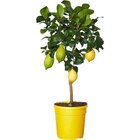 Citronnier 4 saisons à Carrefour dans Habère-Lullin