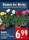 Aktuelle Pflanzen Angebote bei EDEKA in Osnabrück Aktuelles Dahlie Angebot bei EDEKA in Osnabrück ab 6,99 €