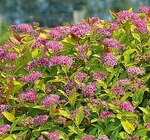 Hagebaumarkt Schülp - Nützlingsfreundliche Blühgehölze Angebot im Prospekt Nützlingsfreundliche Blühgehölze bei Hagebaumarkt im Schülp Prospekt für 12,99 €