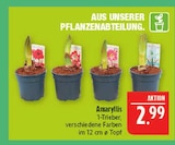Aktuelle Pflanzen Angebote bei Marktkauf in Leipzig Aktuelles Amaryllis Angebot bei Marktkauf in Leipzig ab 2,99 €