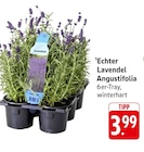 EDEKA Raunheim - Echter Lavendel Angustifolia Angebot im Prospekt Echter Lavendel Angustifolia bei EDEKA im Raunheim Prospekt für 3,99 €