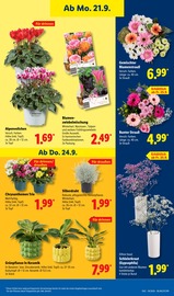Blumenzwiebeln im Lidl Prospekt in Lutherstadt Wittenberg Aktueller Lidl Prospekt mit Blumenzwiebeln, "LIDL LOHNT SICH", Seite 21