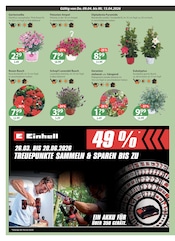 Aktueller V-Markt Prospekt mit Lavendel, "V-Markt einfach besser einkaufen", Seite 20