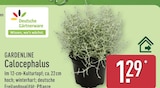 Angebot im ALDI Nord Römnitz Prospekt ALDI Nord Römnitz Prospekt mit im Angebot für 1,29 €