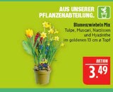 Blumenzwiebeln Mix im Angebot bei Marktkauf in Erlangen Blumenzwiebeln Mix Angebote bei Marktkauf Erlangen für 3,49 €