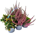 Herbstmix Angebote bei Penny Borken für 5,59 €