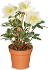 Christrose im Angebot bei Netto Marken-Discount in Homburg Christrose Angebote bei Netto Marken-Discount Homburg für 3,99 €