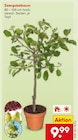 Zwergobstbaum Angebote bei Netto Marken-Discount Villingen-Schwenningen für 9,99 €