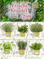 Aktueller Garten-Center Nordharz GmbH & Co. KG Prospekt mit Kräuter, "Bis zu 50% auf Dekoartikel!", Seite 4