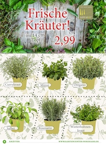 Pflanzen im Garten-Center Nordharz GmbH & Co. KG Prospekt "Bis zu 50% auf Dekoartikel!" mit 6 Seiten (Hildesheim)