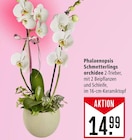 Phalaenopsis Schmetterlingsorchidee bei Marktkauf im Groß-Zimmern Prospekt für 14,99 €