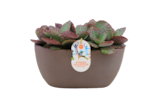 Collection de succulentes ou plantes grasses en promo chez Jardiland Collection de succulentes ou plantes grasses dans le catalogue Jardiland