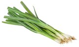 Lauchzwiebeln im Angebot bei REWE in Buxtehude Lauchzwiebeln Angebote von REWE Regional bei REWE Buxtehude für 0,49 €