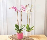 Orchidée Phalaenopsis en promo chez Super U Villeurbanne à 12,99 €